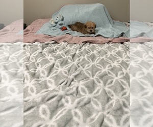 Yorkshire Terrier Puppy for sale in BENSON, NC, USA