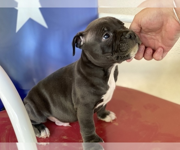 Medium Photo #1 American Bully Puppy For Sale in SAN ANTONIO, TX, USA
