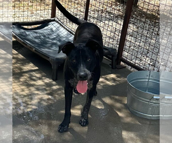 Medium Photo #4 Labrador Retriever-Unknown Mix Puppy For Sale in Oak Bluffs, MA, USA