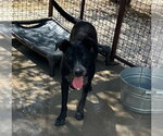 Small #3 Labrador Retriever Mix