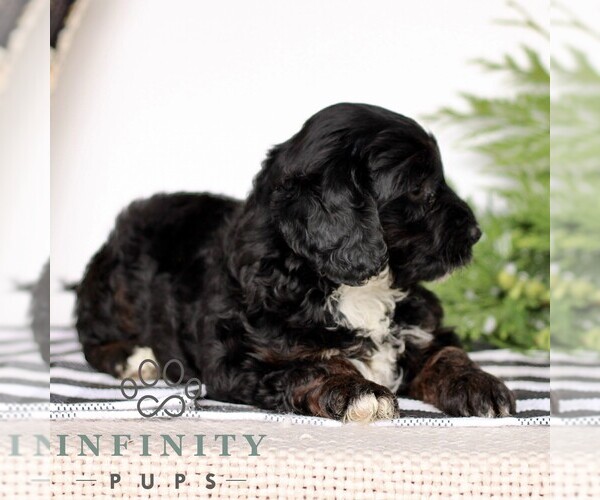 Medium Photo #5 Goldendoodle (Miniature) Puppy For Sale in LITITZ, PA, USA