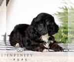 Small #4 Goldendoodle (Miniature)