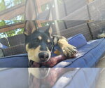 Small #8 German Shepherd Dog Mix