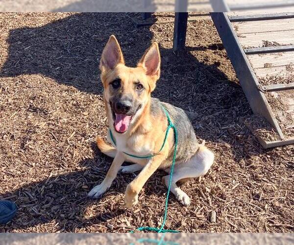 Medium Photo #1 German Shepherd Dog-Unknown Mix Puppy For Sale in Orange, CA, USA