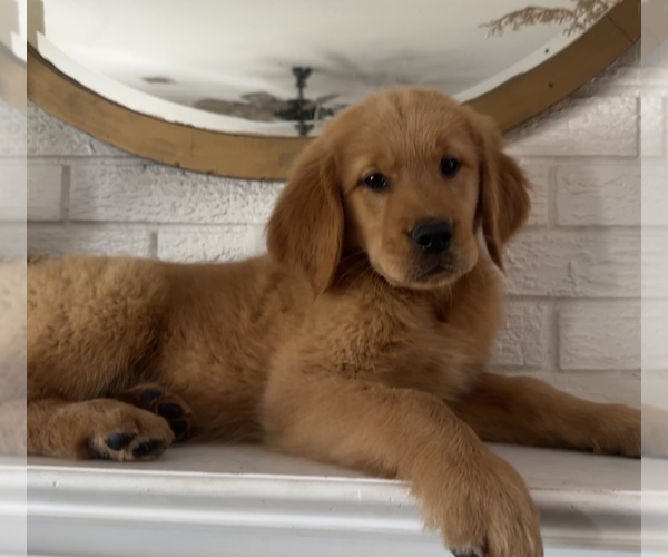 Medium Photo #5 Golden Retriever Puppy For Sale in DENTON, TX, USA
