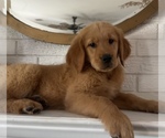 Small Photo #5 Golden Retriever Puppy For Sale in DENTON, TX, USA