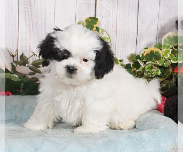 Medium Photo #1 Shih-Poo Puppy For Sale in PENNS CREEK, PA, USA