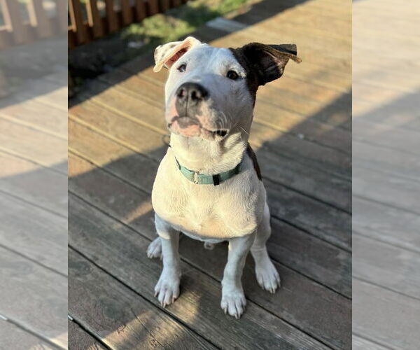 Medium Photo #25 American Pit Bull Terrier-Unknown Mix Puppy For Sale in Germantown, OH, USA