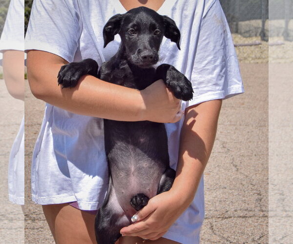Medium Photo #3 Irish Wolfhound-Unknown Mix Puppy For Sale in Huntley, IL, USA