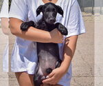 Small #2 Irish Wolfhound Mix