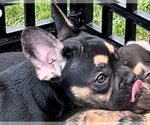 Small #9 French Bulldog