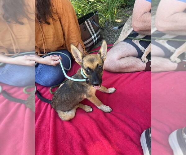 Medium Photo #8 German Shepherd Dog-Unknown Mix Puppy For Sale in Dana Point, CA, USA