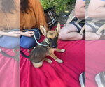 Small #7 German Shepherd Dog Mix