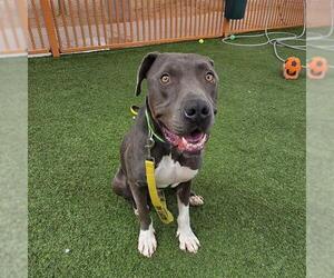 Mutt Dogs for adoption in Las Vegas, NV, USA