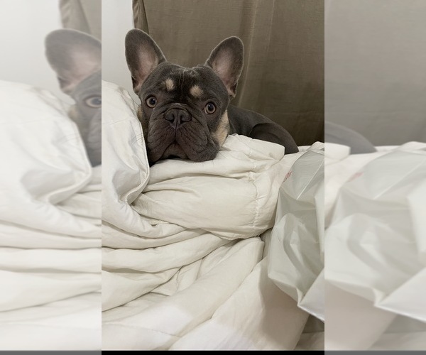 Medium Photo #1 French Bulldog Puppy For Sale in MONTEREY PARK, CA, USA