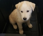Small #3 Anatolian Shepherd-Siberian Husky Mix