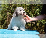 Small #9 Poodle (Toy)