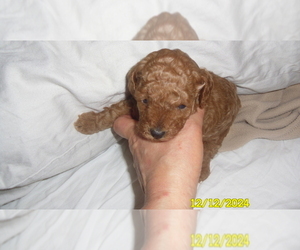 Poodle (Toy) Puppy for sale in DULUTH, GA, USA