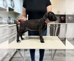 Small Photo #5 Cane Corso Puppy For Sale in PORTLAND, OR, USA