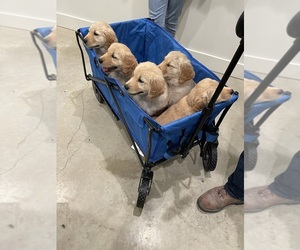 Golden Retriever Puppy for sale in SMITHVILLE, TX, USA