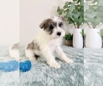Small Photo #2 Schnauzer (Miniature) Puppy For Sale in GREENFIELD, IN, USA