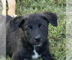 Medium Retriever  Mix