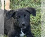 Small Retriever  Mix
