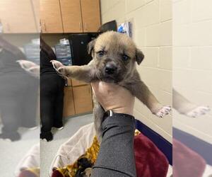Labrador Retriever-Siberian Husky Mix Dogs for adoption in Modesto, CA, USA