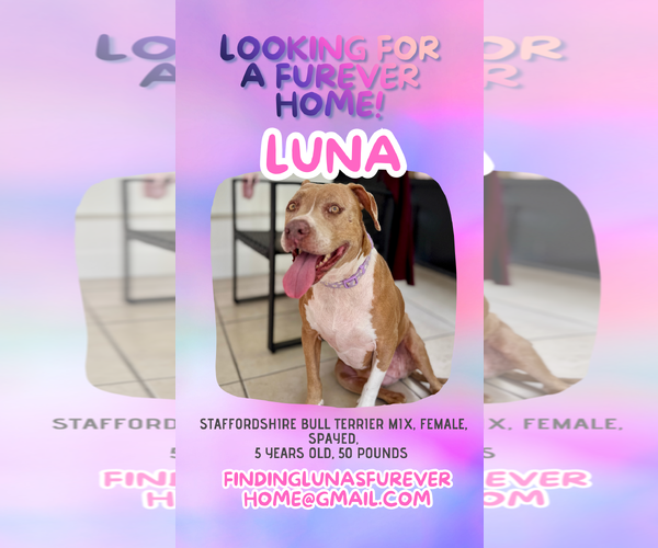 Medium Photo #2 American Staffordshire Terrier-Unknown Mix Puppy For Sale in Miami, FL, USA