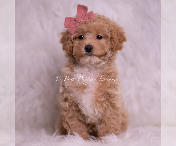 Medium Photo #1 Poodle (Toy) Puppy For Sale in WARSAW, IN, USA