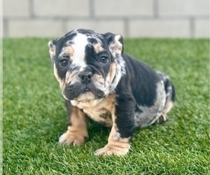 Medium English Bulldog