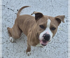 Mutt Dogs for adoption in Decatur, IL, USA