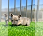 Small #12 French Bulldog