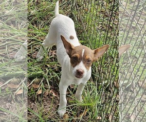 Rat Terrier-Unknown Mix Dogs for adoption in Wakefield, RI, USA