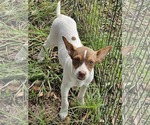 Small Rat Terrier Mix