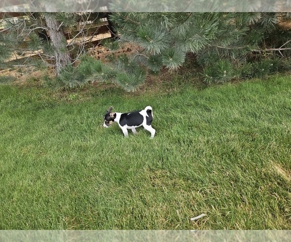 Medium Photo #4 Rat Terrier Puppy For Sale in ELLENSBURG, WA, USA