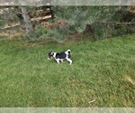 Small Photo #4 Rat Terrier Puppy For Sale in ELLENSBURG, WA, USA