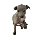 Puppy Lulu Italian Greyhound