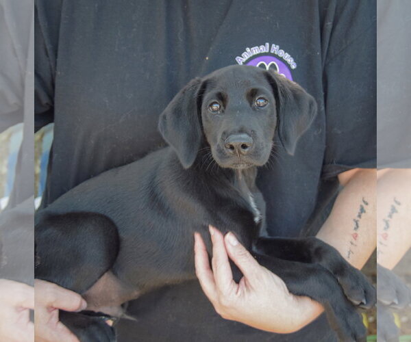 Medium Photo #2 Mutt Puppy For Sale in Huntley, IL, USA