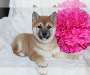 Shiba Inu Puppy for sale in SHILOH, OH, USA