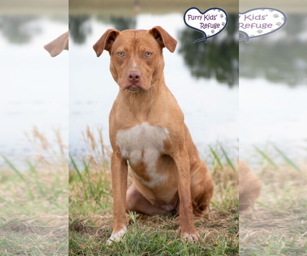 Medium Photo #2 Mutt Puppy For Sale in Lee's Summit, MO, USA