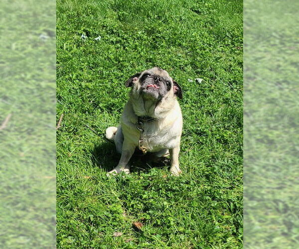 Medium Photo #6 Pug Puppy For Sale in Indianapolis, IN, USA