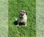 Small #5 Pug