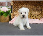 Small #10 Schnauzer (Miniature)