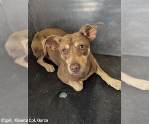 Chihuahua-Unknown Mix Dogs for adoption in San Antonio, TX, USA