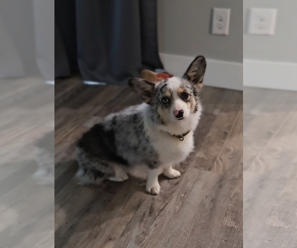 Medium Photo #1 American Corgi Puppy For Sale in JEFFERSON, GA, USA