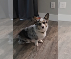 Father of the American Corgi puppies born on 05/11/2025