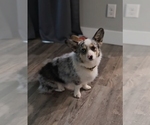 Small Photo #1 American Corgi Puppy For Sale in JEFFERSON, GA, USA