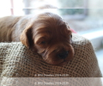 Small Photo #6 Goldendoodle Puppy For Sale in DENISON, TX, USA