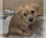Small #1 Cairn Terrier Mix